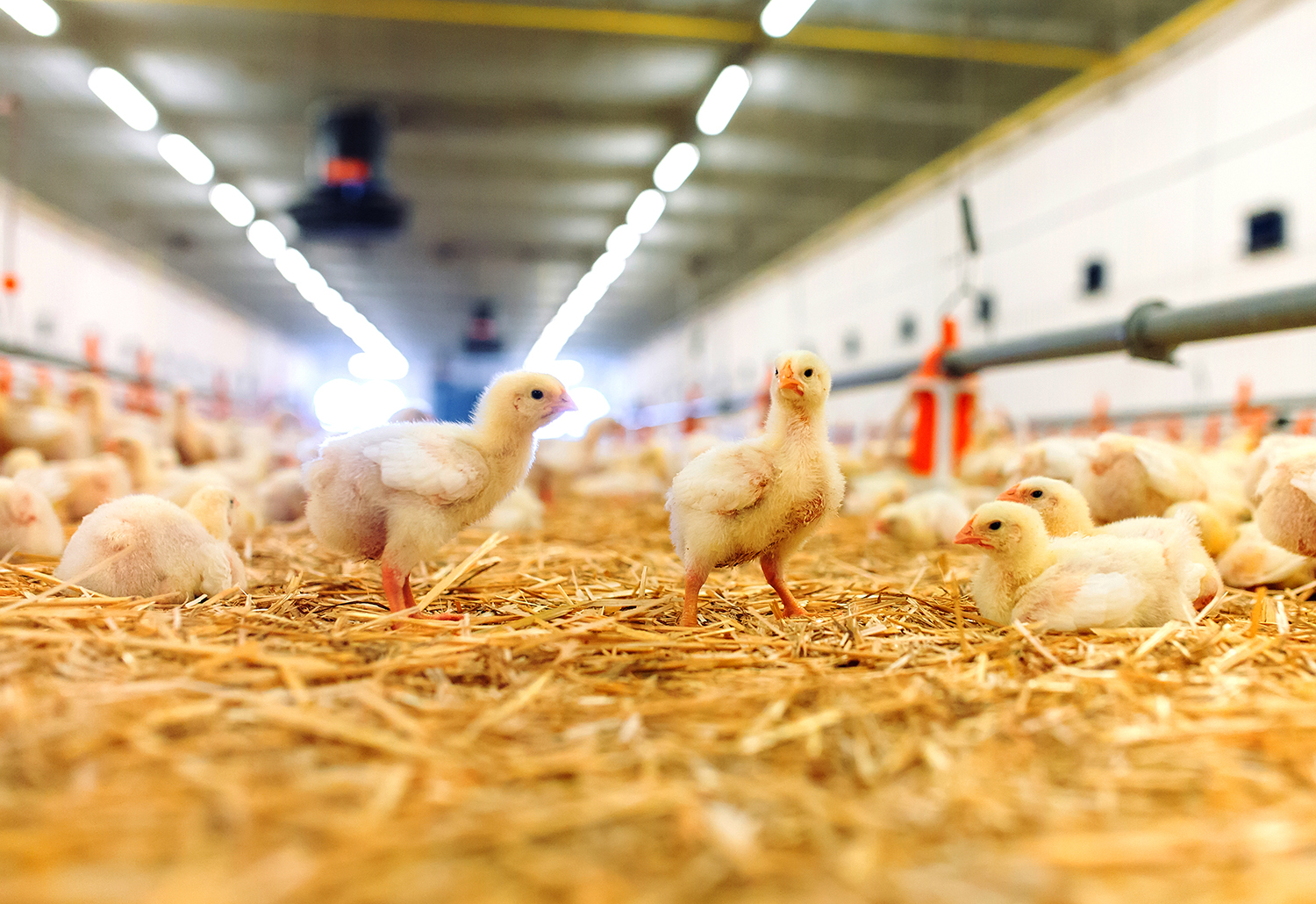 Indoors,Chicken,Farm,,Chicken,Feeding