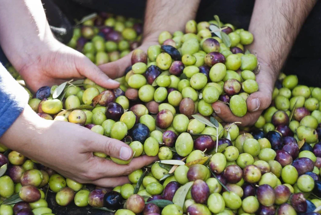 olives