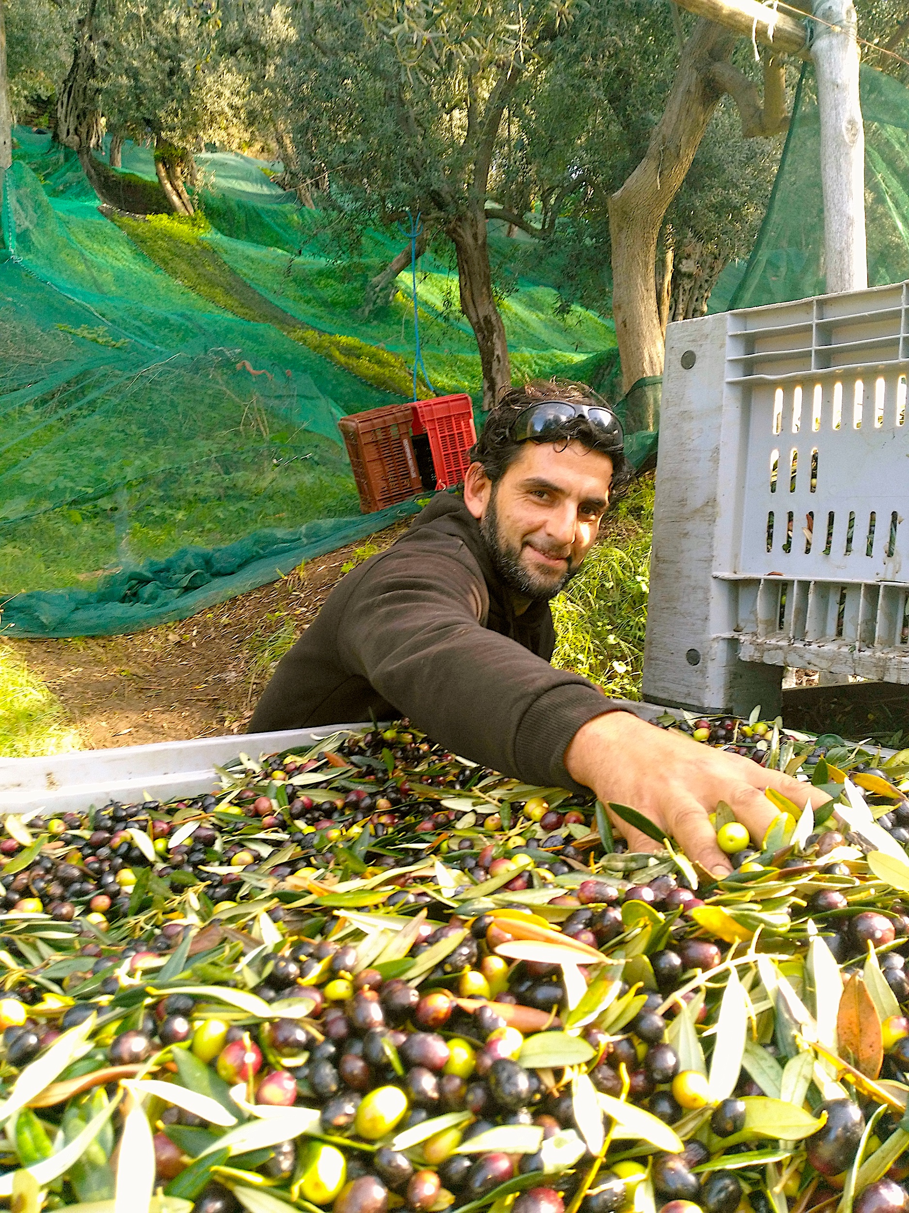olive harvest